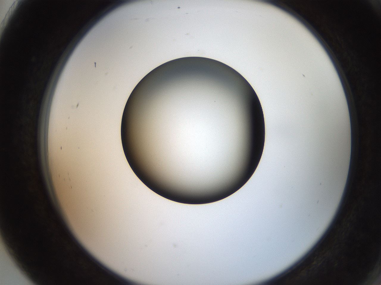 folderID259_plateID2259_batchID10335_wellNum91_profileID1_d2_r157367_ef.jpg