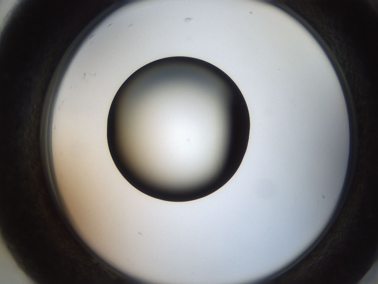 folderID259_plateID2259_batchID10335_wellNum92_profileID1_d2_r157369_ef.jpg