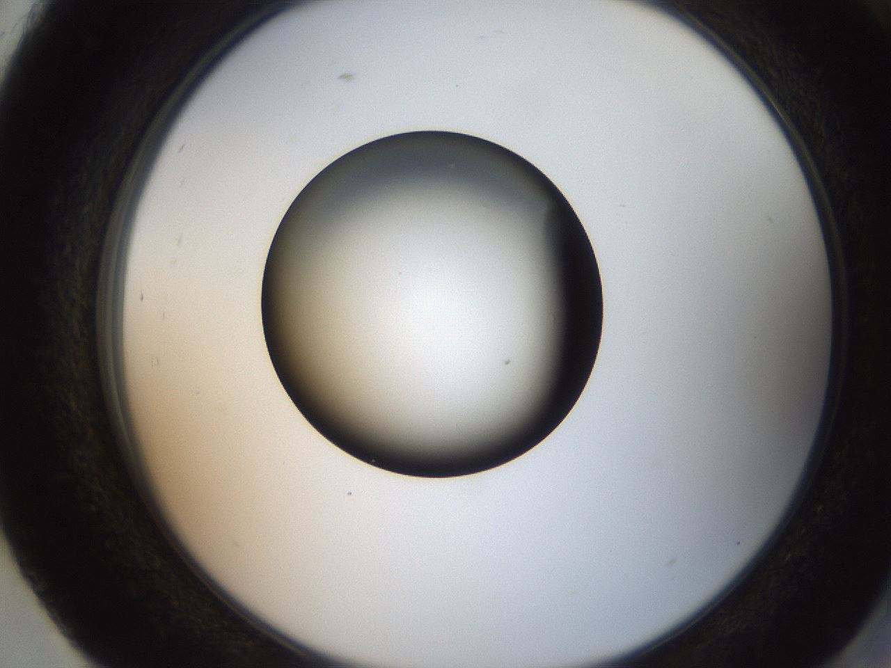 folderID259_plateID2259_batchID10335_wellNum93_profileID1_d2_r157371_ef.jpg