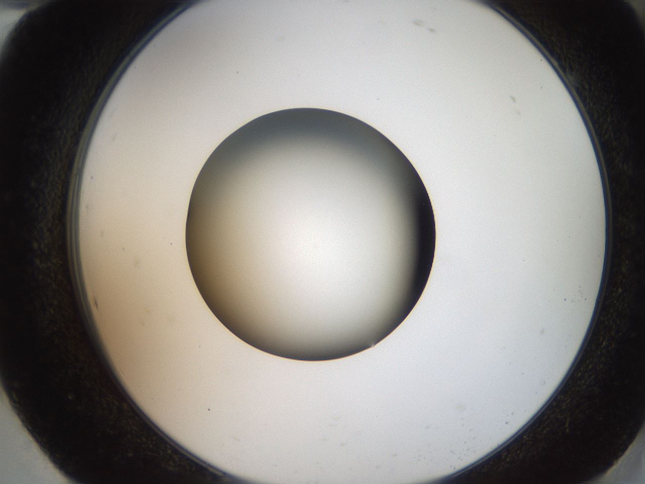 folderID259_plateID2259_batchID10335_wellNum94_profileID1_d2_r157373_ef.jpg