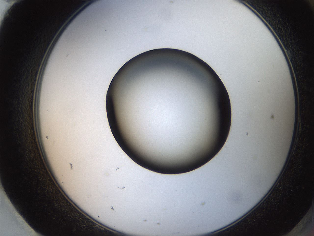 folderID259_plateID2259_batchID10335_wellNum95_profileID1_d2_r157375_ef.jpg