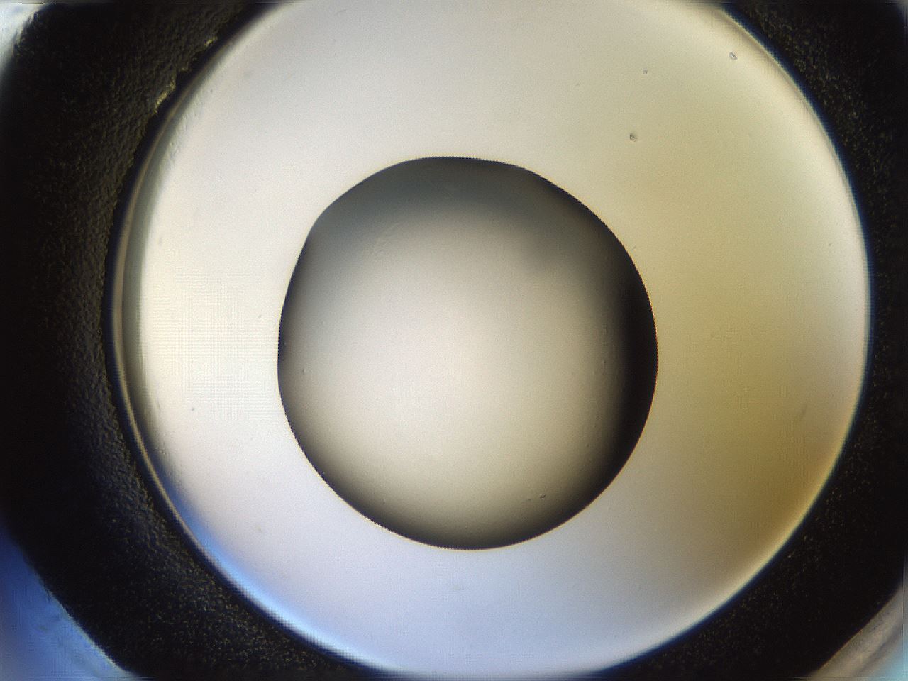 folderID259_plateID2259_batchID10335_wellNum96_profileID1_d2_r157377_ef.jpg