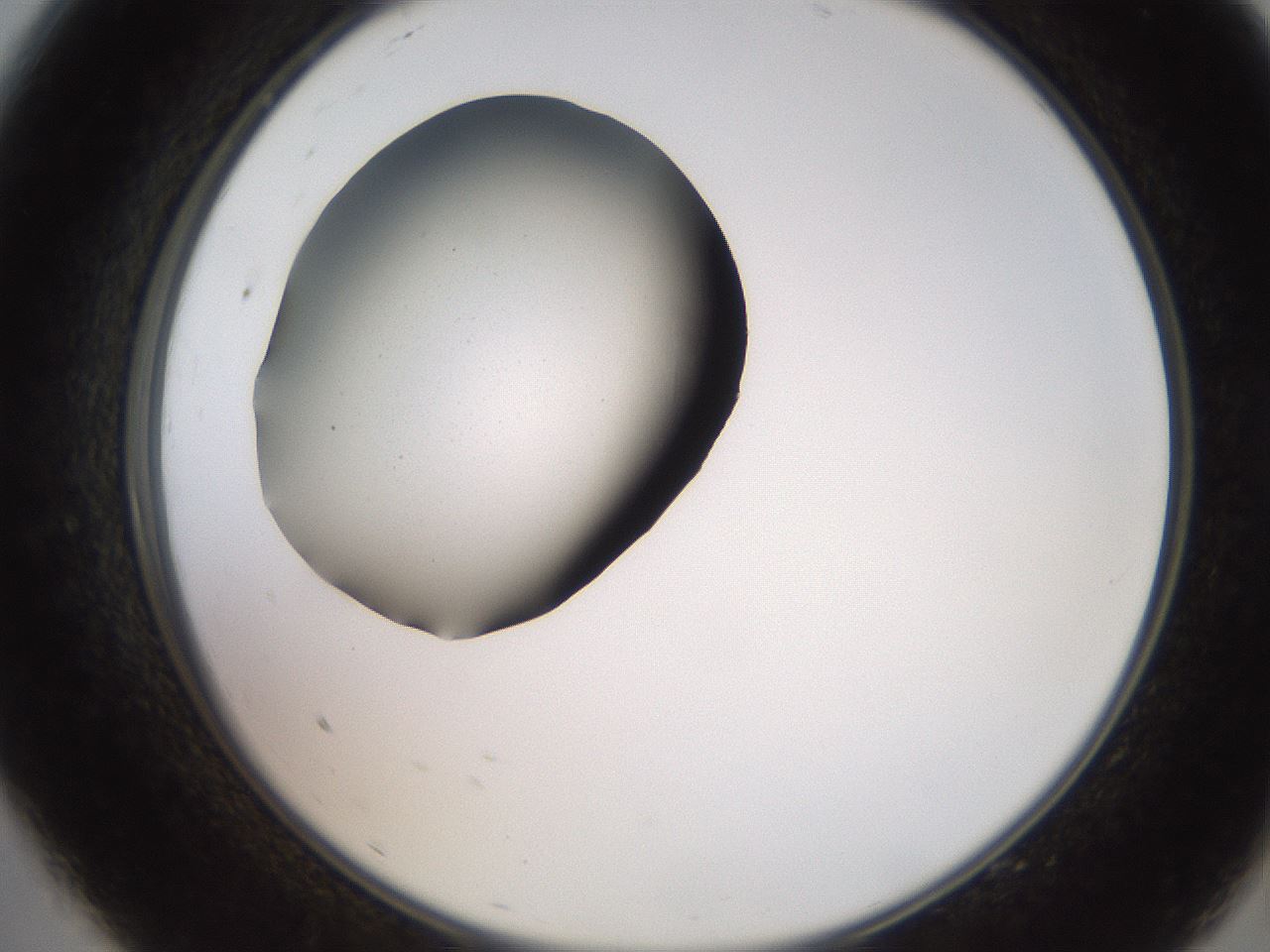 folderID259_plateID2259_batchID10335_wellNum9_profileID1_d2_r157203_ef.jpg
