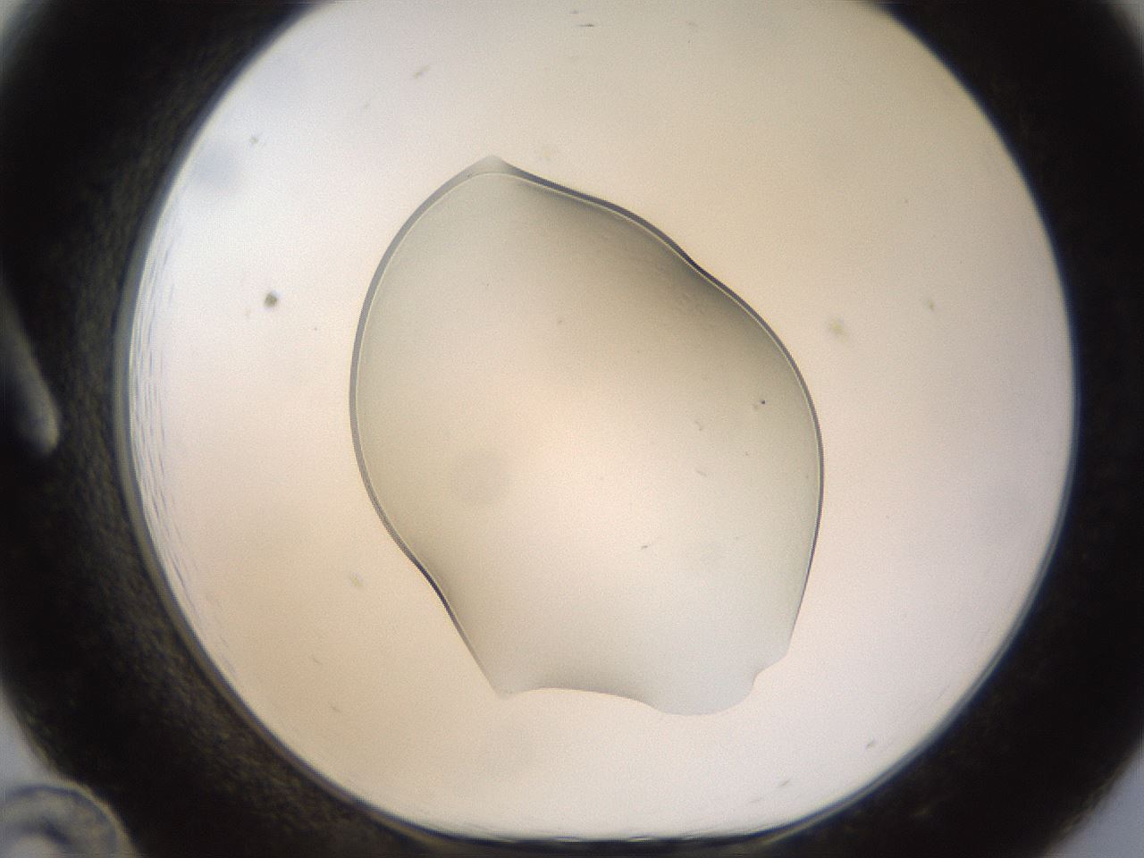 folderID260_plateID1260_batchID4134_wellNum12_profileID1_d1_r72867_ef.jpg