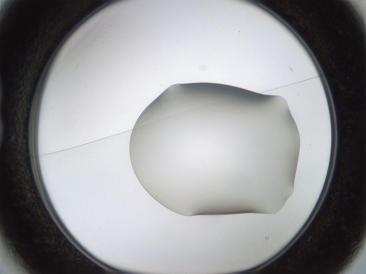 folderID260_plateID1260_batchID4134_wellNum13_profileID1_d1_r72868_ef.jpg
