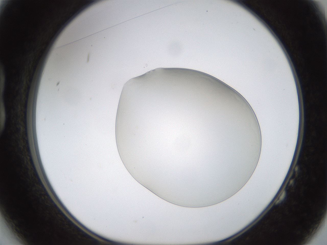 folderID260_plateID1260_batchID4134_wellNum14_profileID1_d1_r72869_ef.jpg