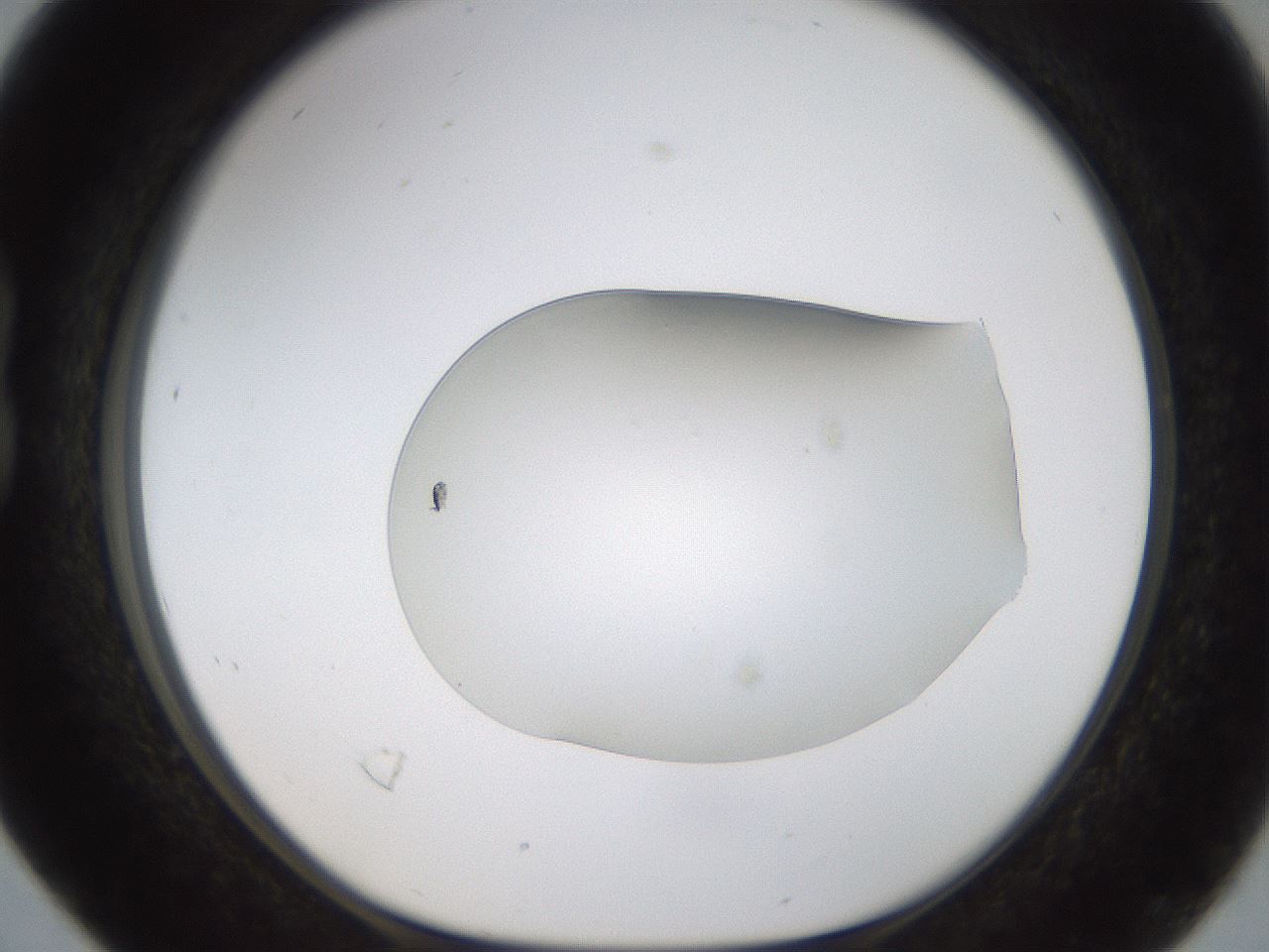 folderID260_plateID1260_batchID4134_wellNum16_profileID1_d1_r72871_ef.jpg