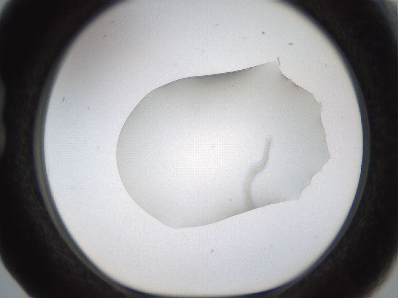 folderID260_plateID1260_batchID4134_wellNum17_profileID1_d1_r72872_ef.jpg