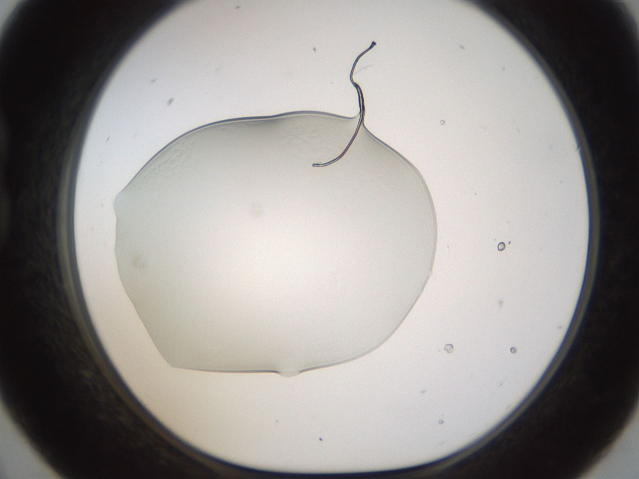 folderID260_plateID1260_batchID4134_wellNum21_profileID1_d1_r72876_ef.jpg