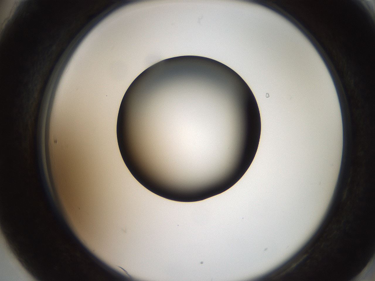 folderID259_plateID2259_batchID10335_wellNum90_profileID1_d2_r157365_ef.jpg