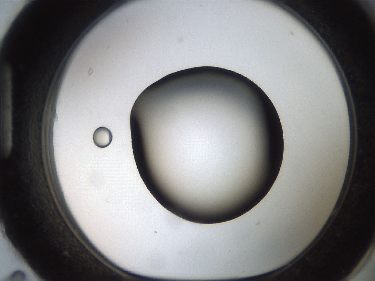 folderID259_plateID2259_batchID10335_wellNum95_profileID1_d1_r157374_ef.jpg