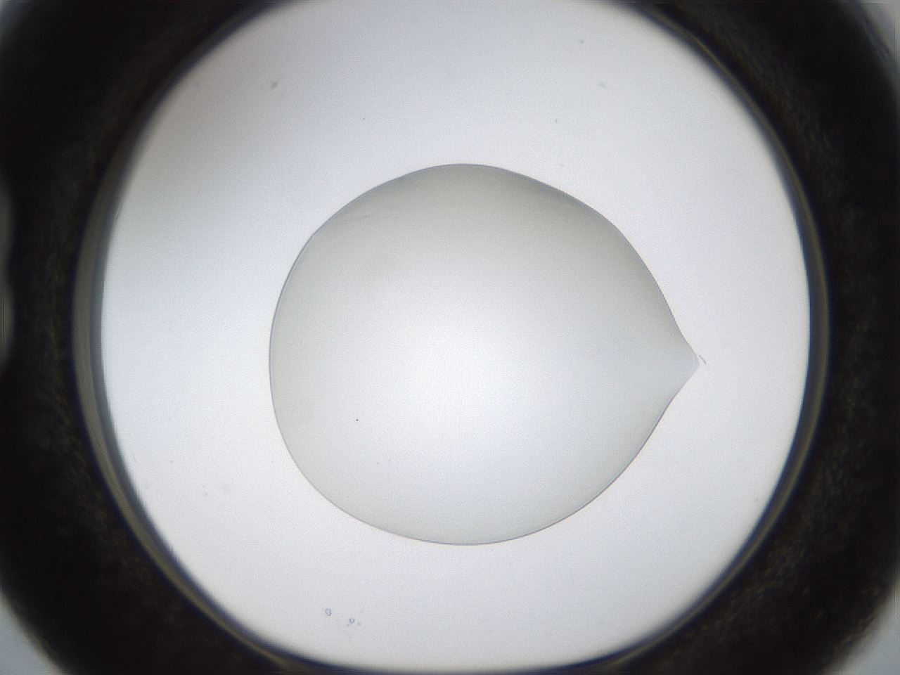 folderID260_plateID1260_batchID4134_wellNum15_profileID1_d1_r72870_ef.jpg