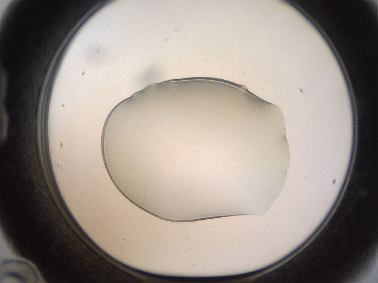 folderID260_plateID1260_batchID4134_wellNum24_profileID1_d1_r72879_ef.jpg
