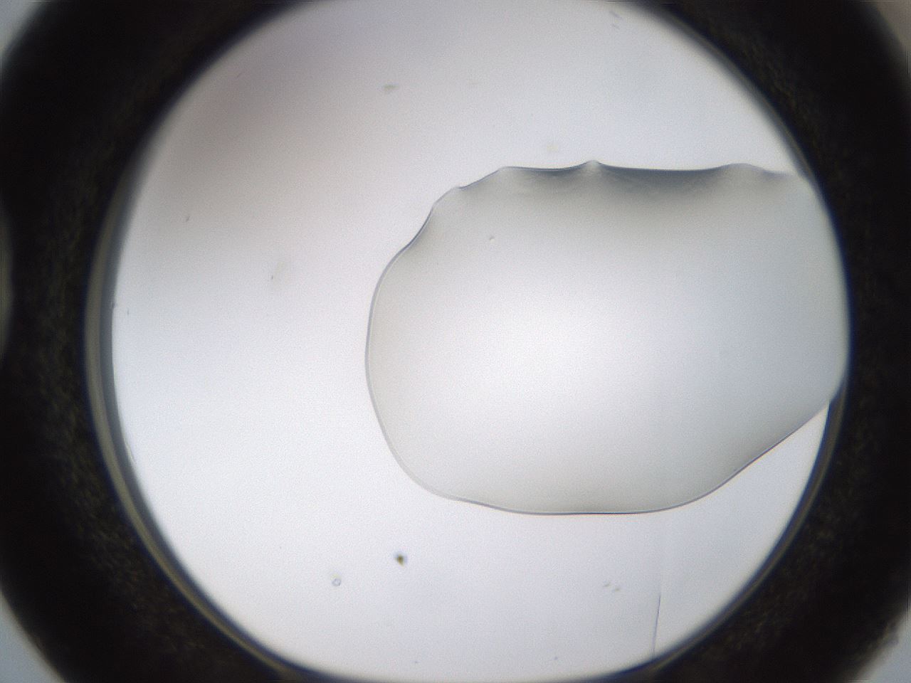 folderID260_plateID1260_batchID4134_wellNum38_profileID1_d1_r72893_ef.jpg