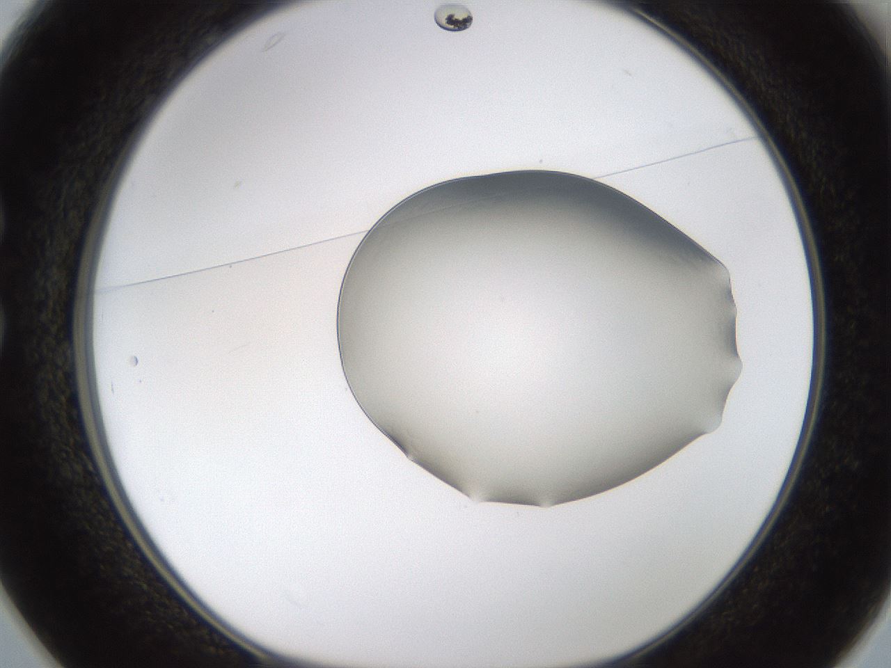 folderID260_plateID1260_batchID4134_wellNum25_profileID1_d1_r72880_ef.jpg
