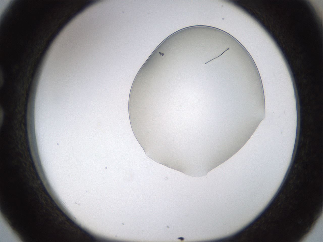 folderID260_plateID1260_batchID4134_wellNum26_profileID1_d1_r72881_ef.jpg