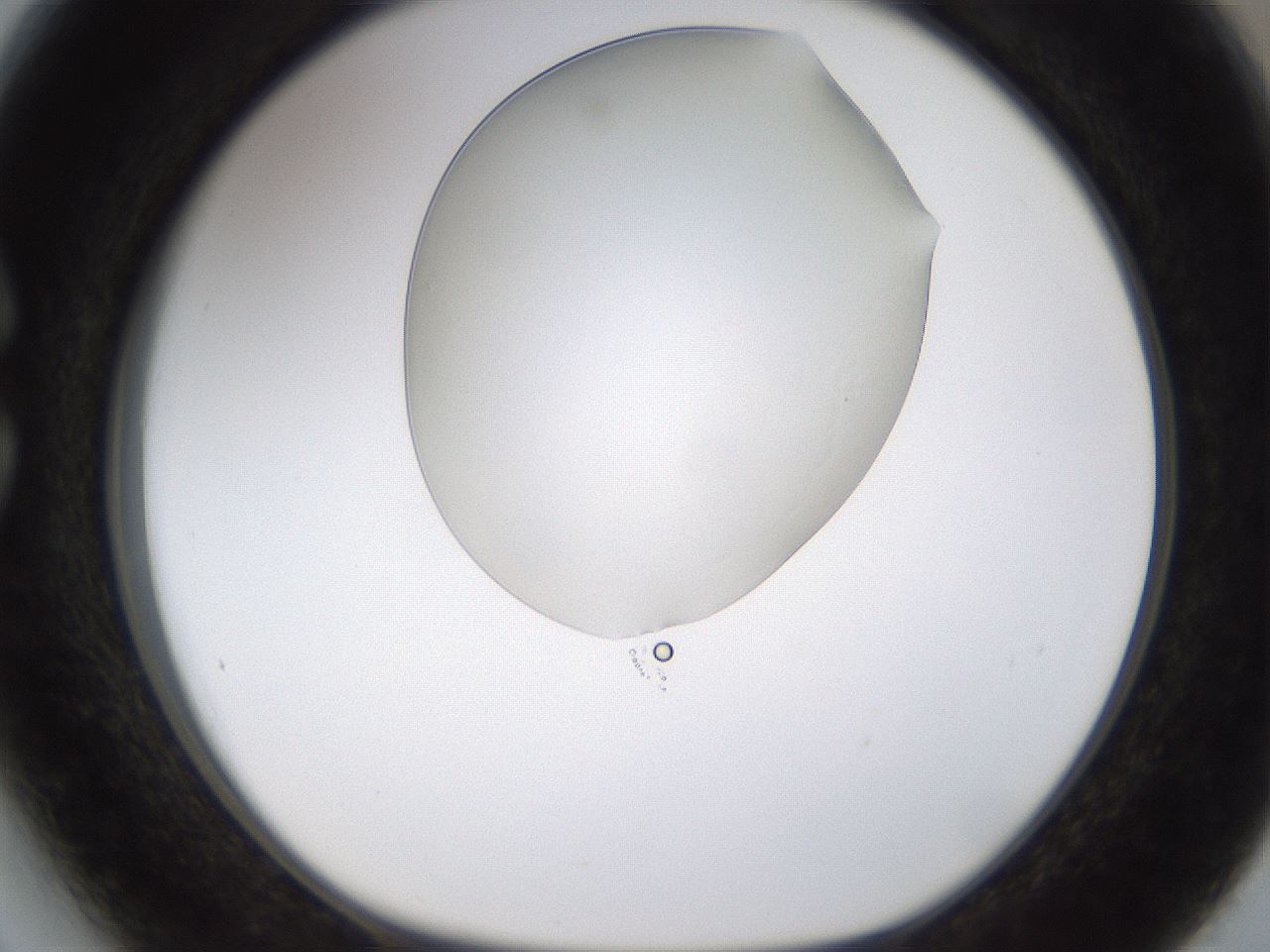 folderID260_plateID1260_batchID4134_wellNum27_profileID1_d1_r72882_ef.jpg