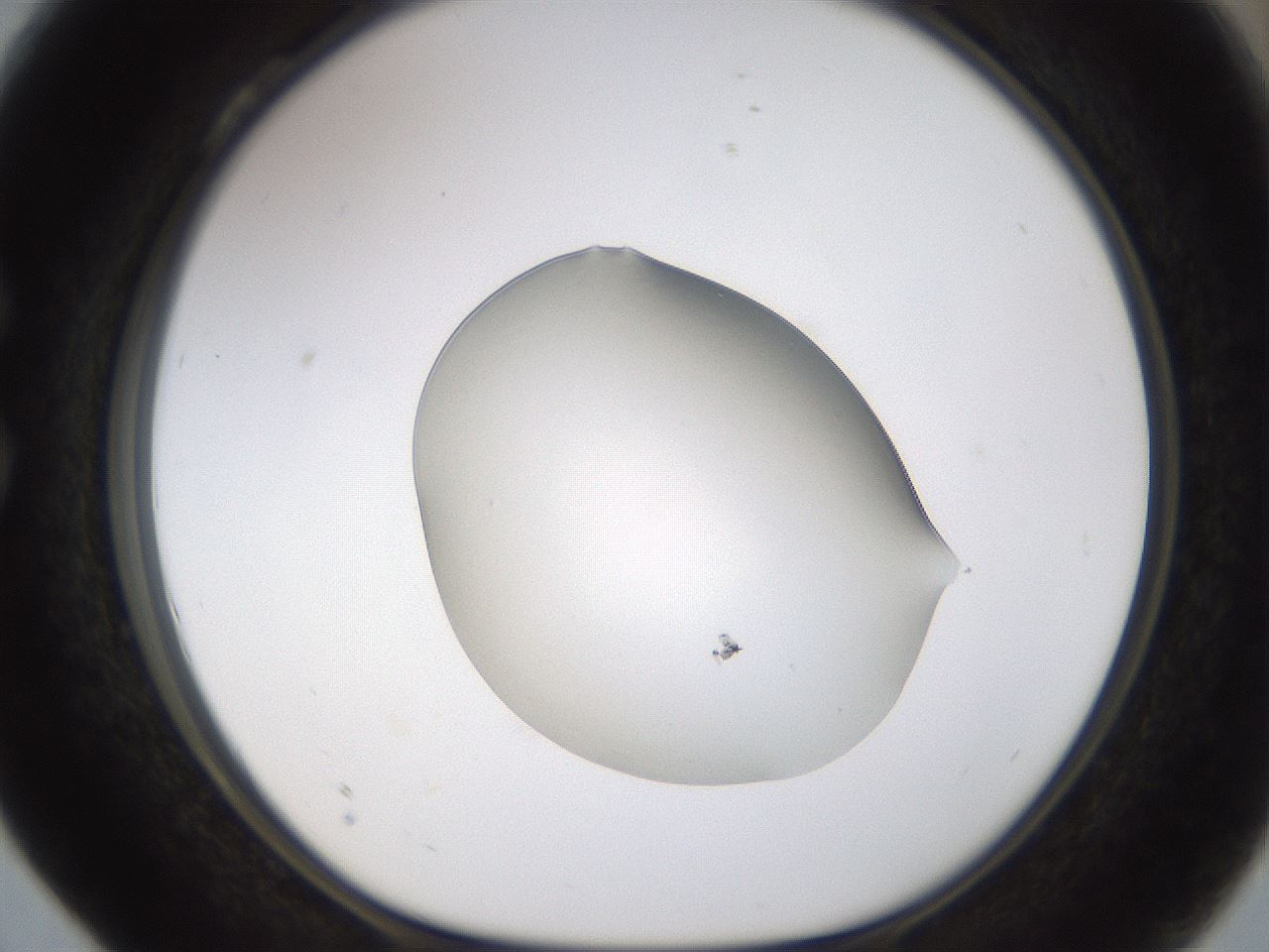 folderID260_plateID1260_batchID4134_wellNum28_profileID1_d1_r72883_ef.jpg
