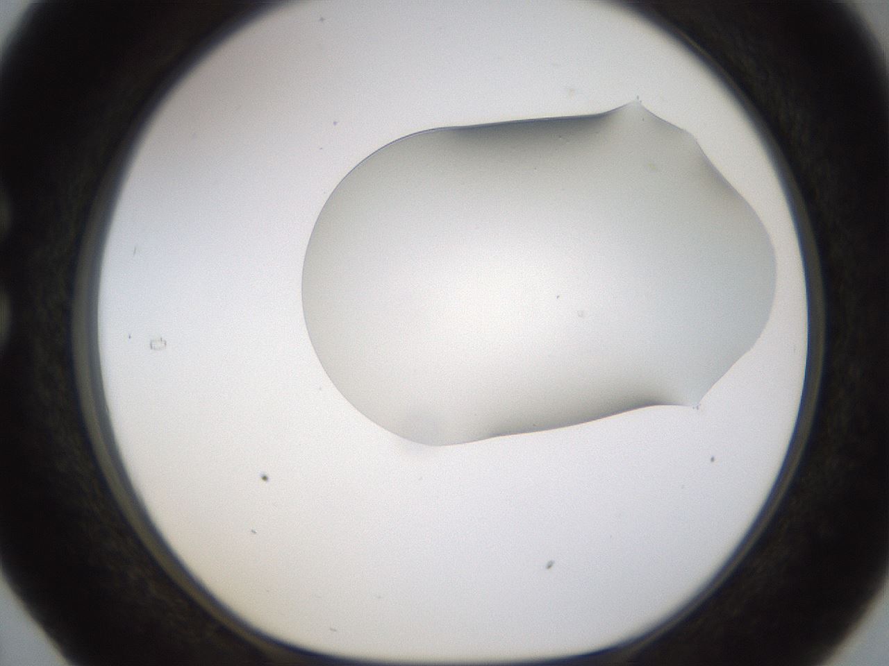 folderID260_plateID1260_batchID4134_wellNum29_profileID1_d1_r72884_ef.jpg