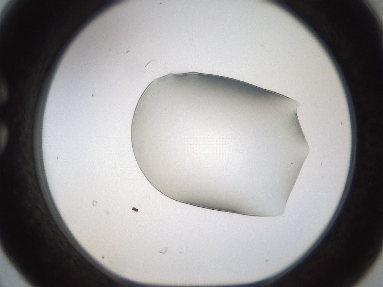 folderID260_plateID1260_batchID4134_wellNum30_profileID1_d1_r72885_ef.jpg