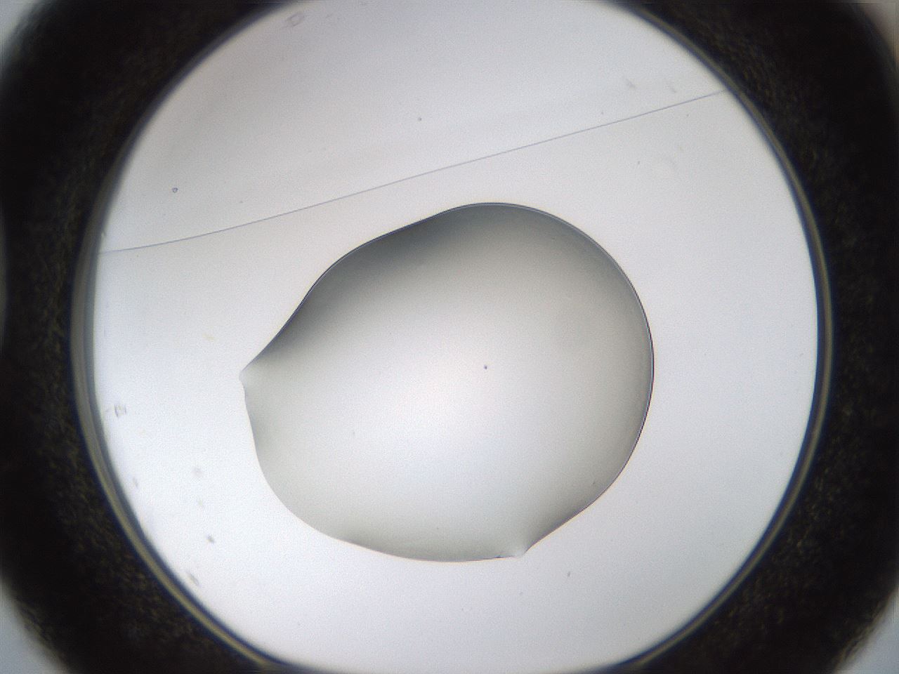 folderID260_plateID1260_batchID4134_wellNum37_profileID1_d1_r72892_ef.jpg