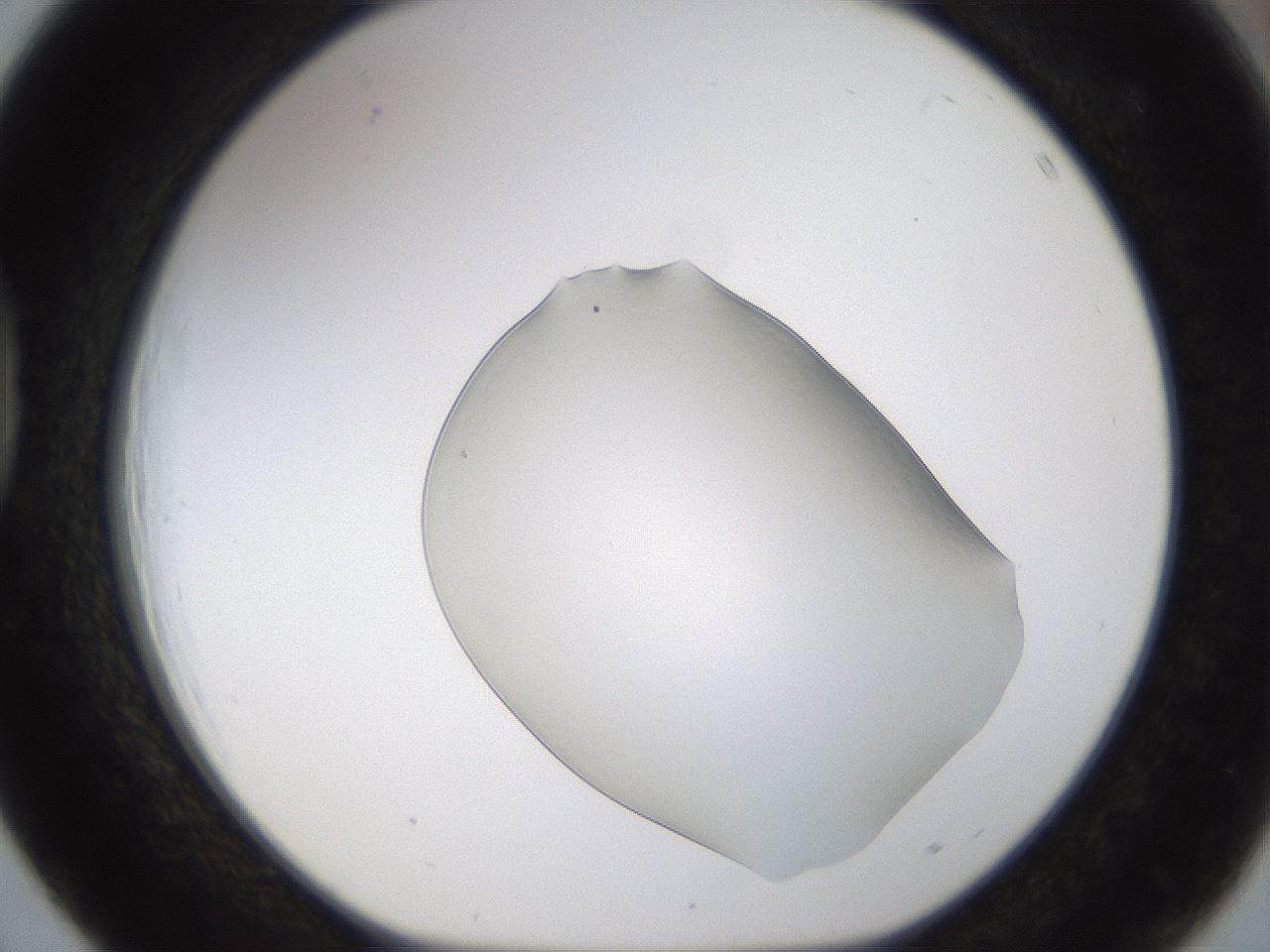 folderID260_plateID1260_batchID4134_wellNum39_profileID1_d1_r72894_ef.jpg