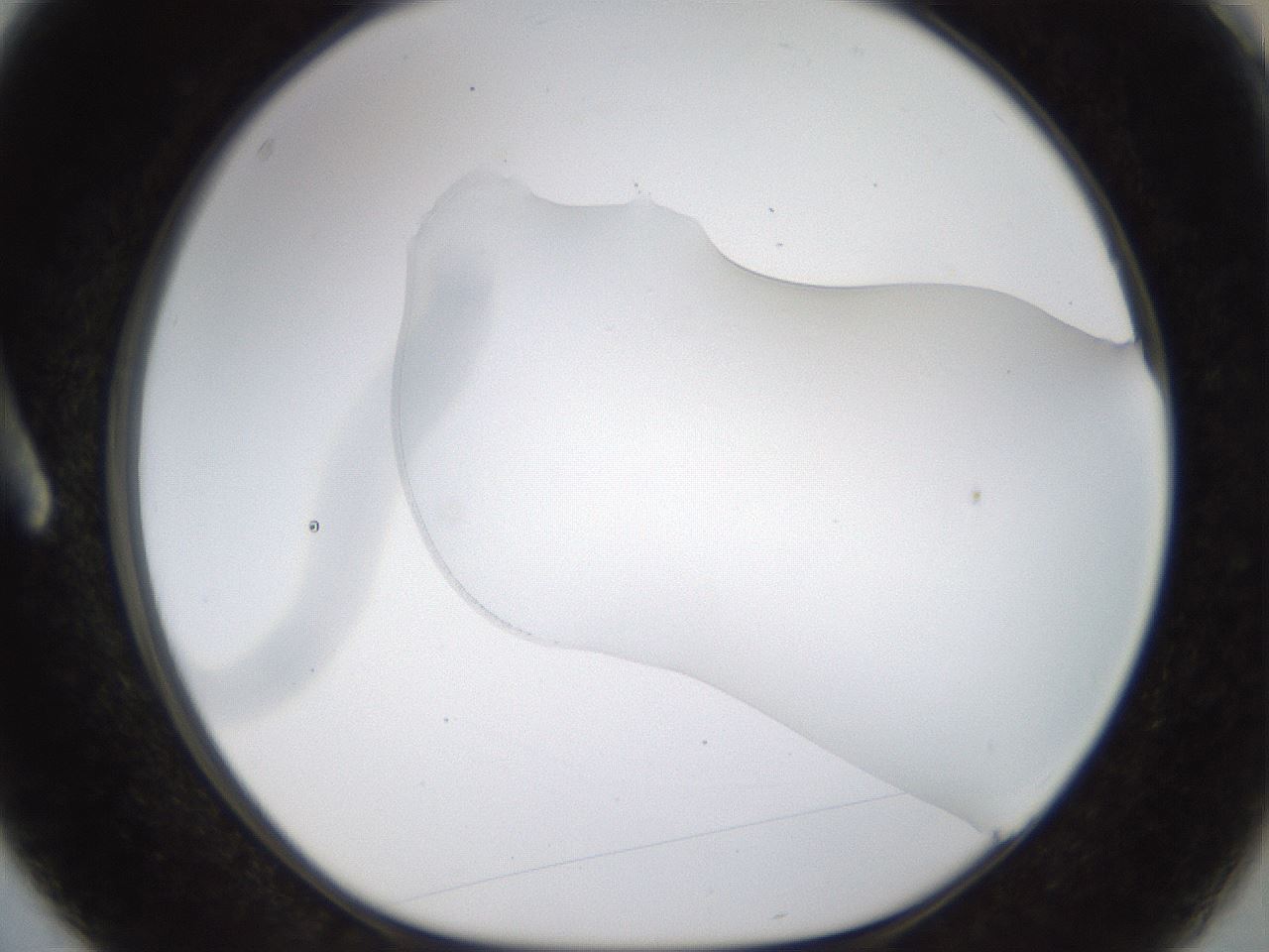 folderID260_plateID1260_batchID4134_wellNum3_profileID1_d1_r72858_ef.jpg