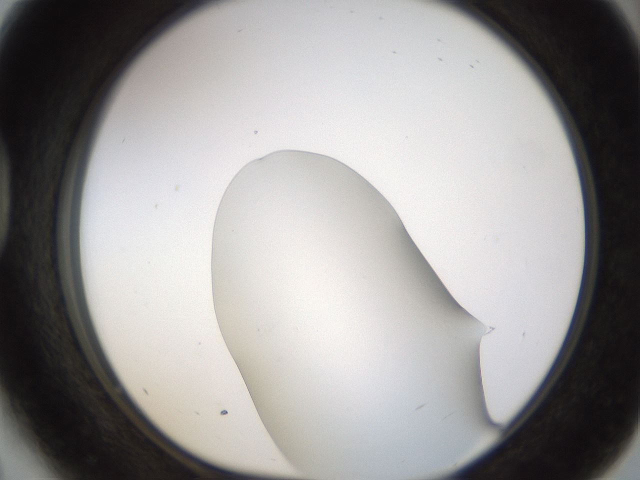 folderID260_plateID1260_batchID4134_wellNum41_profileID1_d1_r72896_ef.jpg