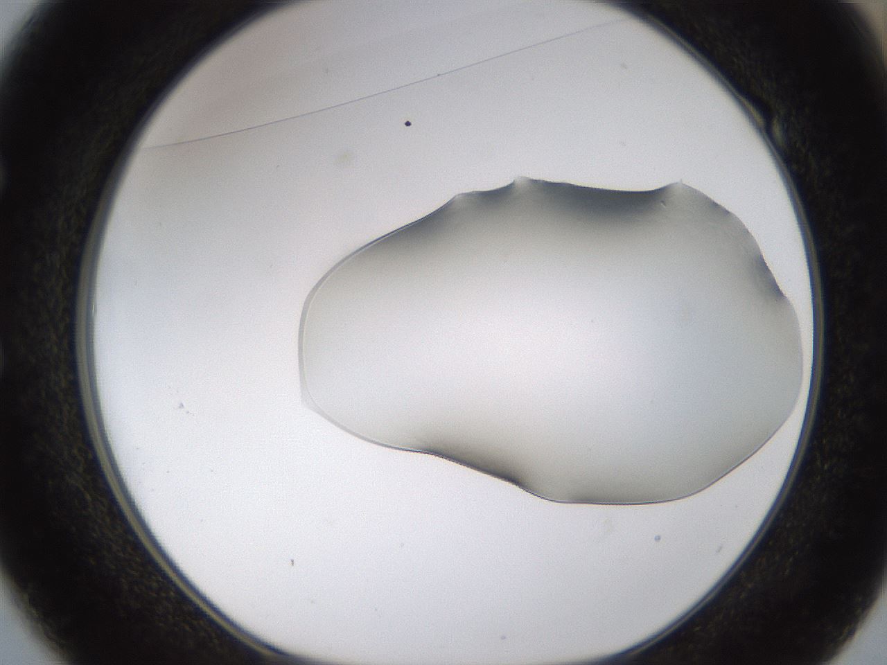 folderID260_plateID1260_batchID4134_wellNum49_profileID1_d1_r72904_ef.jpg