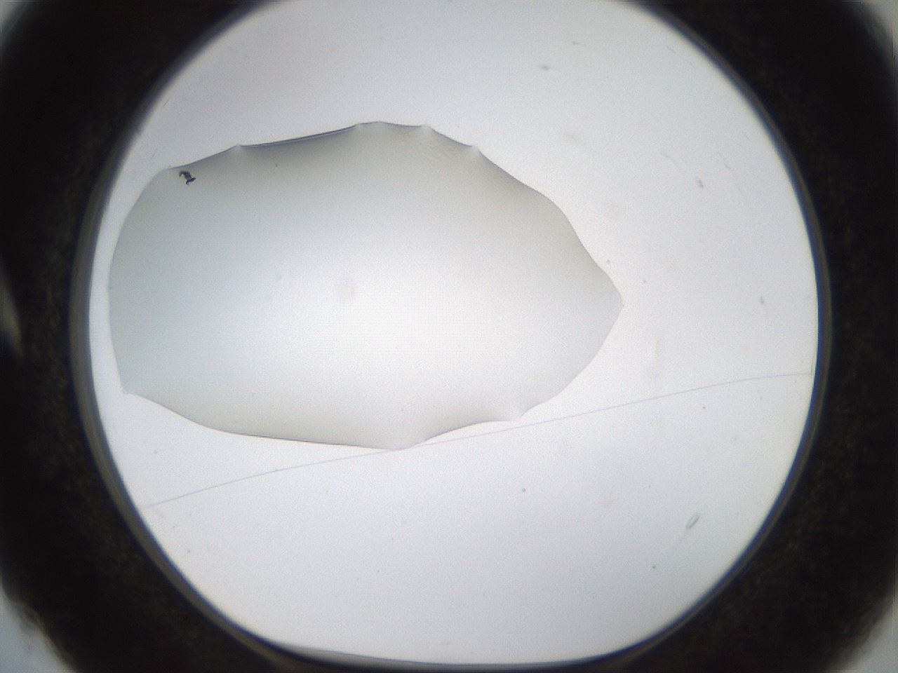 folderID260_plateID1260_batchID4134_wellNum4_profileID1_d1_r72859_ef.jpg