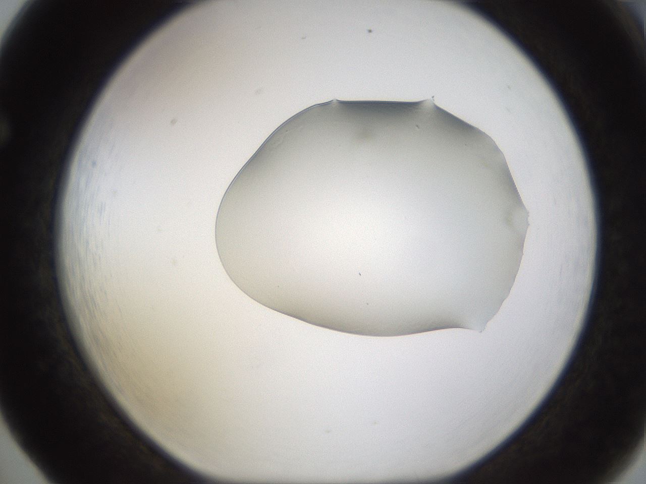 folderID260_plateID1260_batchID4134_wellNum65_profileID1_d1_r72920_ef.jpg