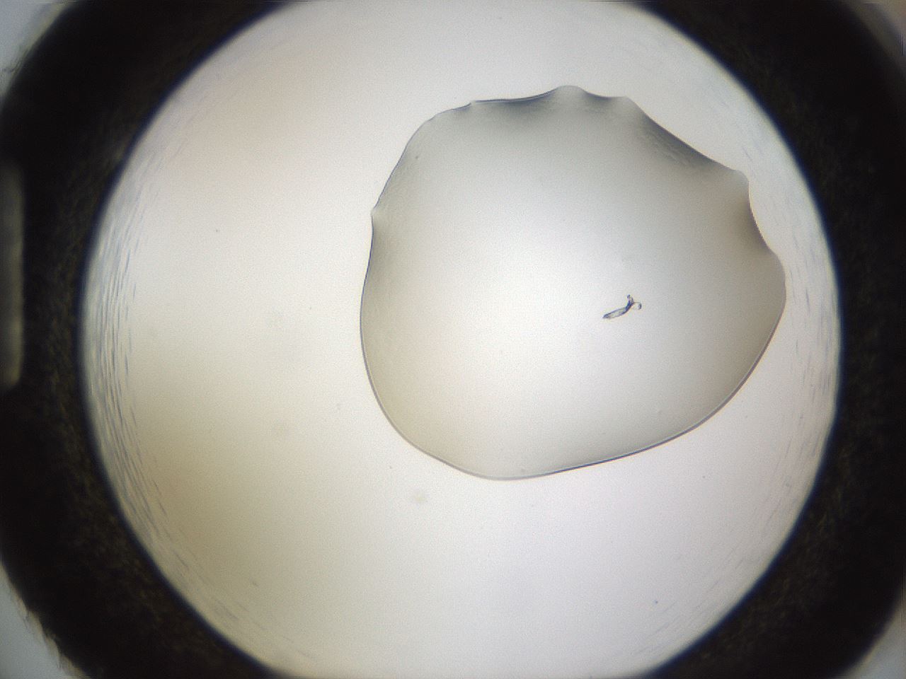 folderID260_plateID1260_batchID4134_wellNum86_profileID1_d1_r72941_ef.jpg