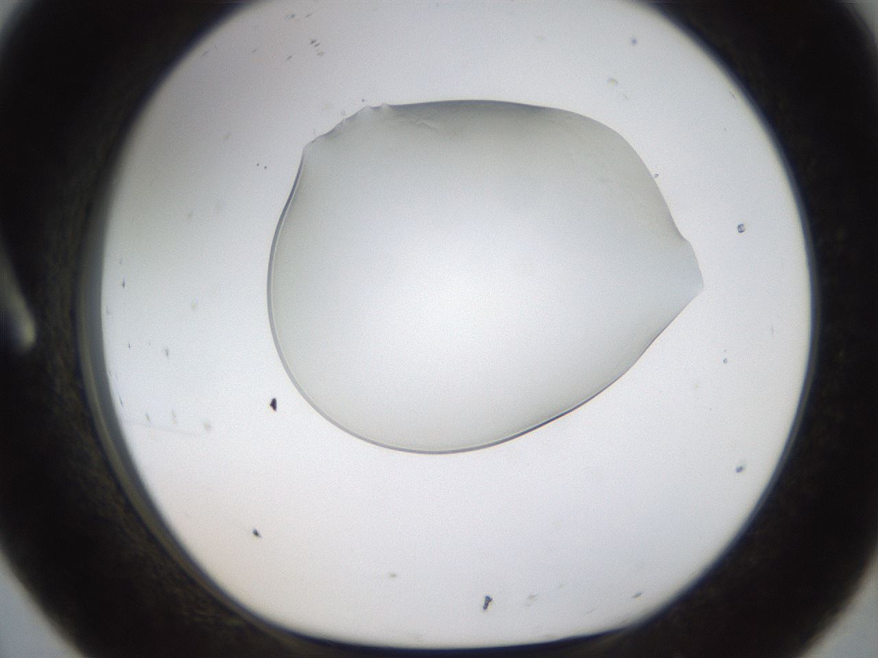 folderID260_plateID1260_batchID4134_wellNum8_profileID1_d1_r72863_ef.jpg