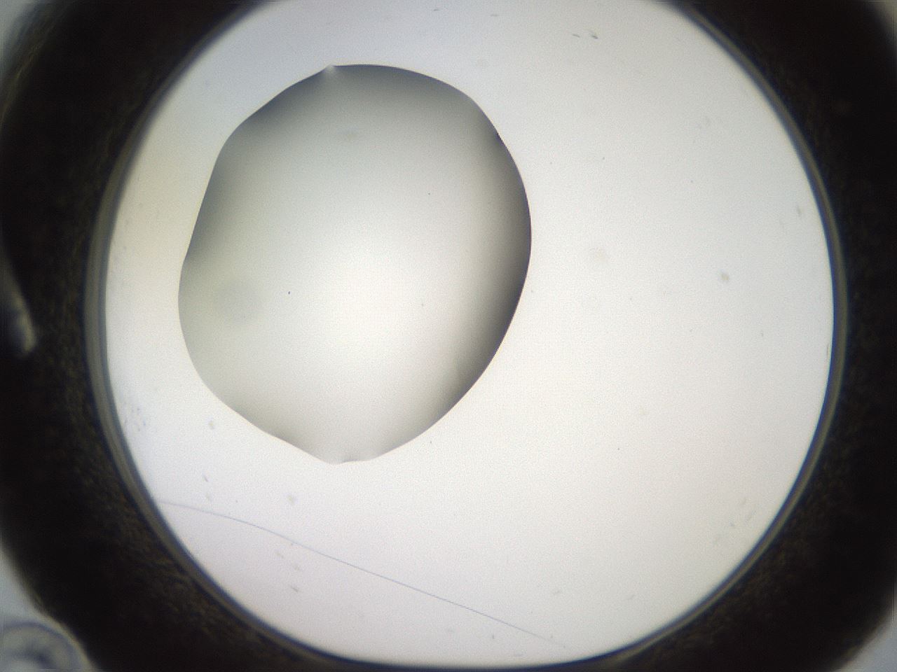 folderID260_plateID2260_batchID10334_wellNum10_profileID1_d1_r157012_ef.jpg