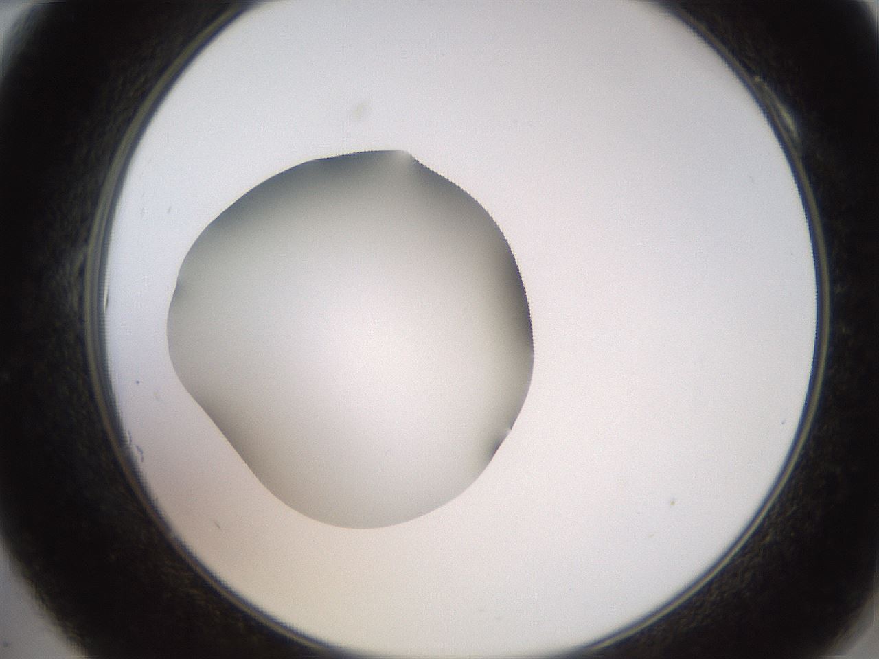 folderID260_plateID2260_batchID10334_wellNum10_profileID1_d2_r157013_ef.jpg