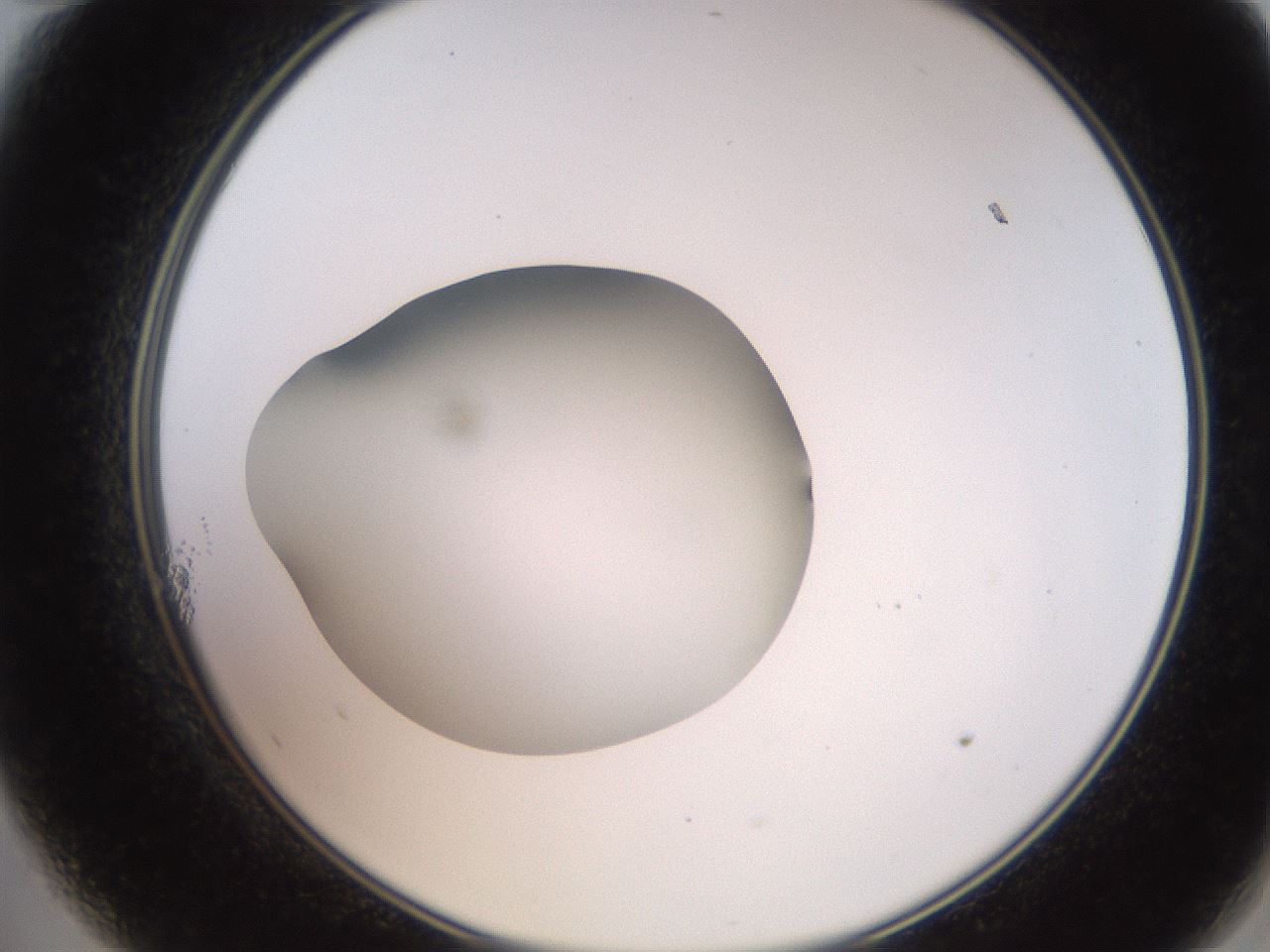 folderID260_plateID2260_batchID10334_wellNum11_profileID1_d2_r157015_ef.jpg