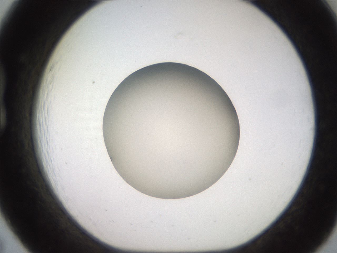 folderID260_plateID2260_batchID10334_wellNum19_profileID1_d1_r157030_ef.jpg