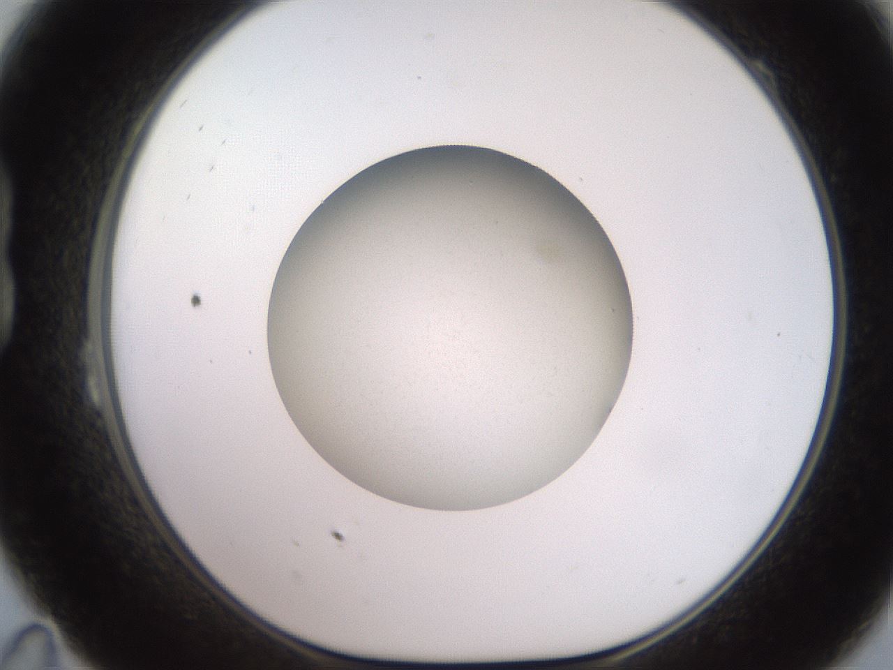 folderID260_plateID2260_batchID10334_wellNum23_profileID1_d1_r157038_ef.jpg