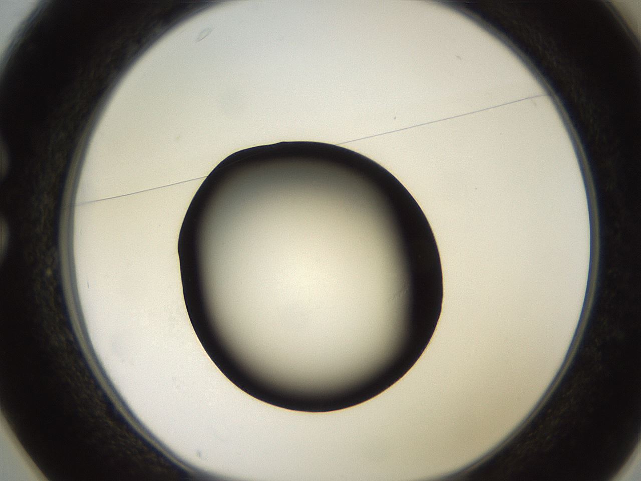 folderID260_plateID2260_batchID10334_wellNum25_profileID1_d1_r157042_ef.jpg