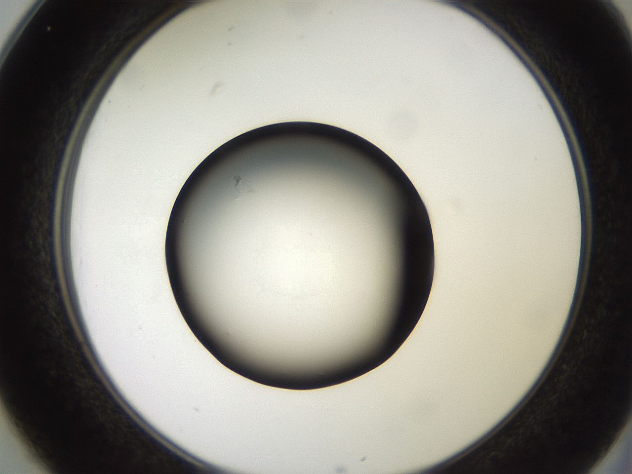 folderID260_plateID2260_batchID10334_wellNum25_profileID1_d2_r157043_ef.jpg
