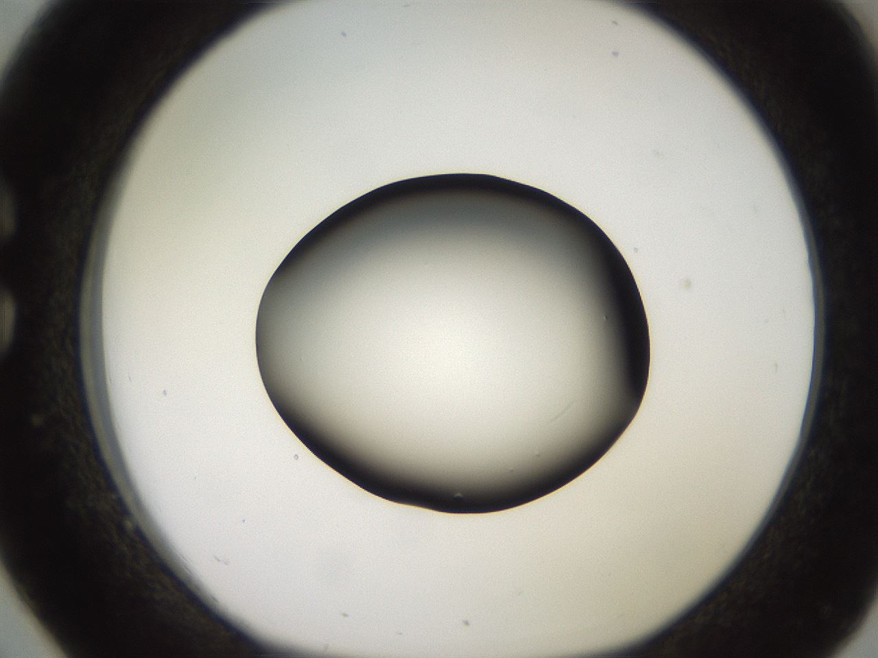 folderID260_plateID2260_batchID10334_wellNum26_profileID1_d1_r157044_ef.jpg