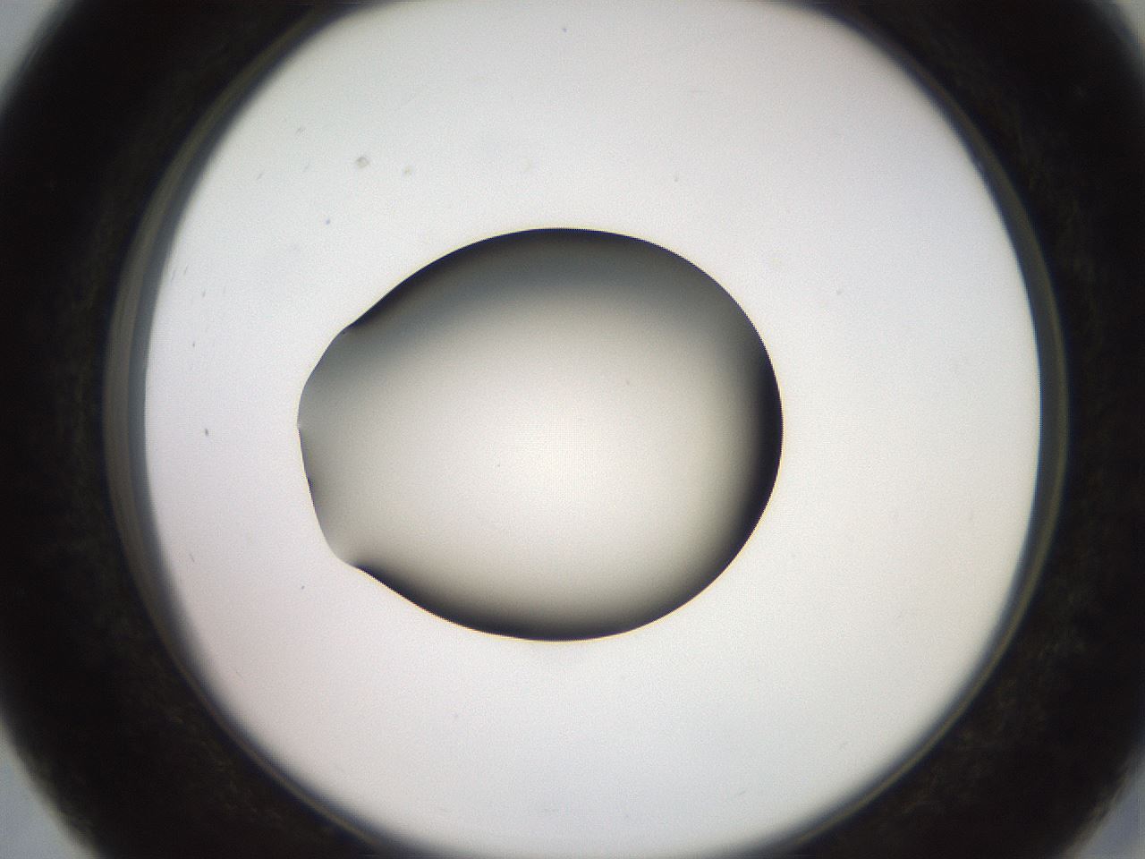 folderID260_plateID2260_batchID10334_wellNum27_profileID1_d2_r157047_ef.jpg