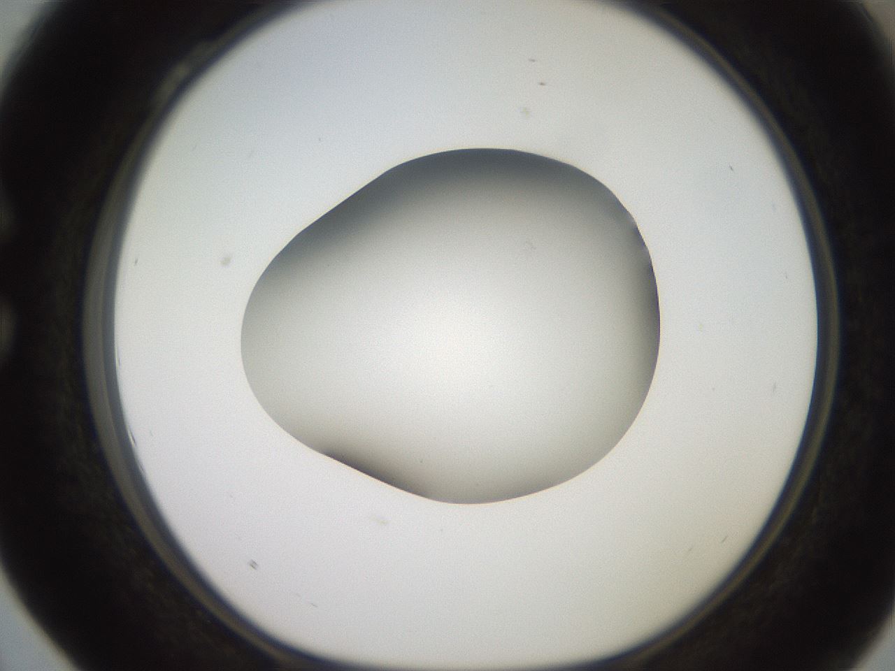 folderID260_plateID2260_batchID10334_wellNum28_profileID1_d1_r157048_ef.jpg