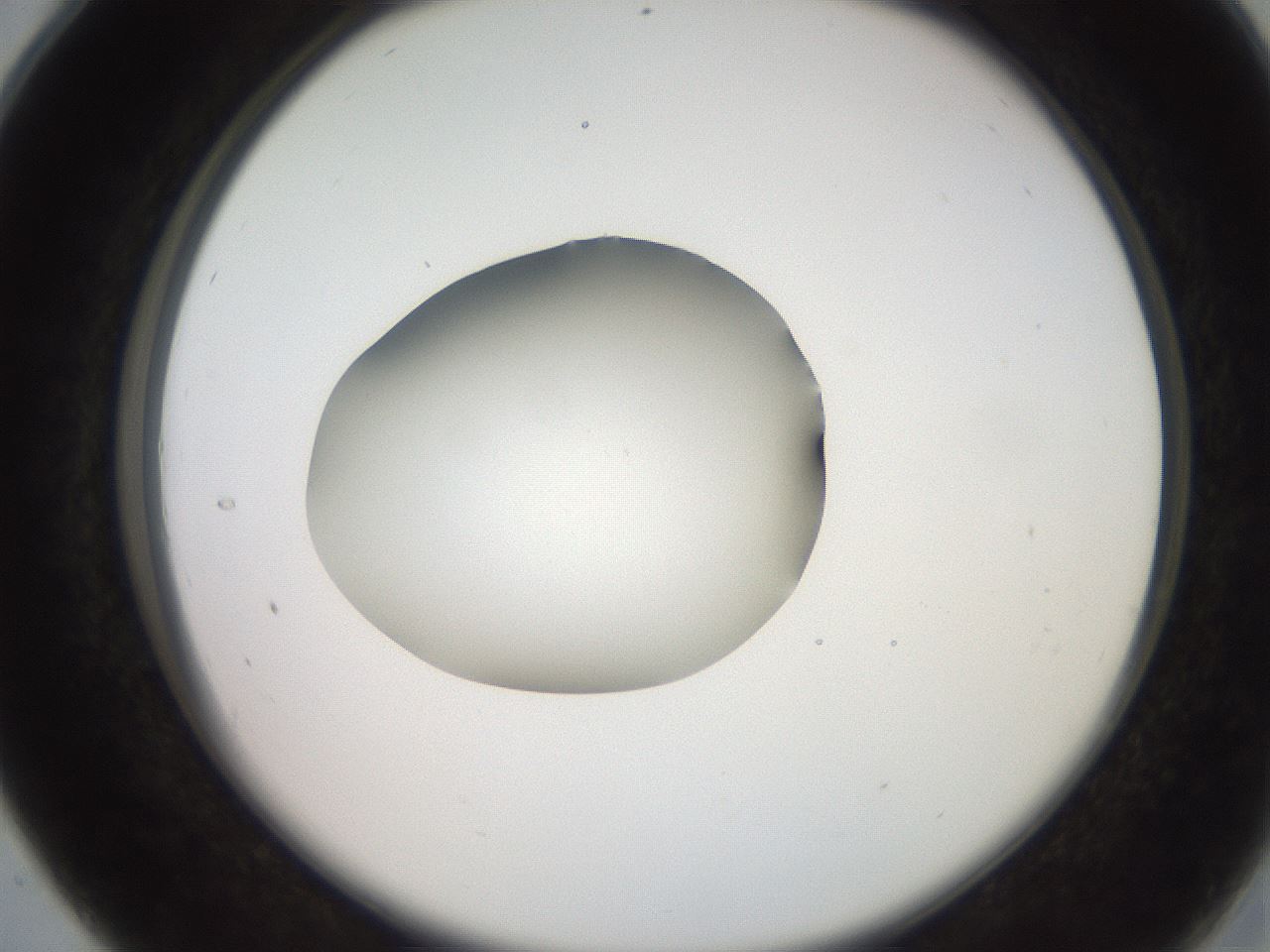 folderID260_plateID2260_batchID10334_wellNum28_profileID1_d2_r157049_ef.jpg