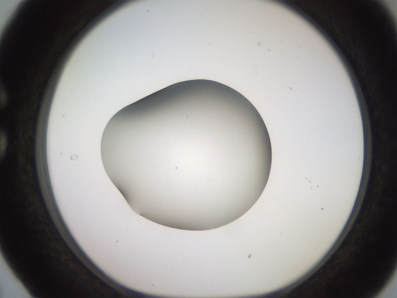 folderID260_plateID2260_batchID10334_wellNum29_profileID1_d1_r157050_ef.jpg