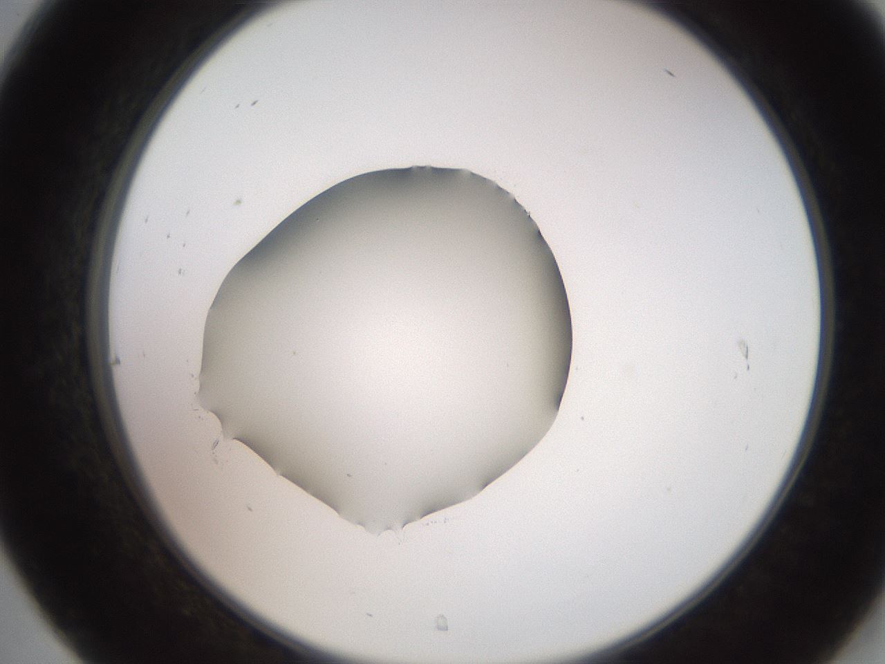 folderID260_plateID2260_batchID10334_wellNum31_profileID1_d2_r157055_ef.jpg