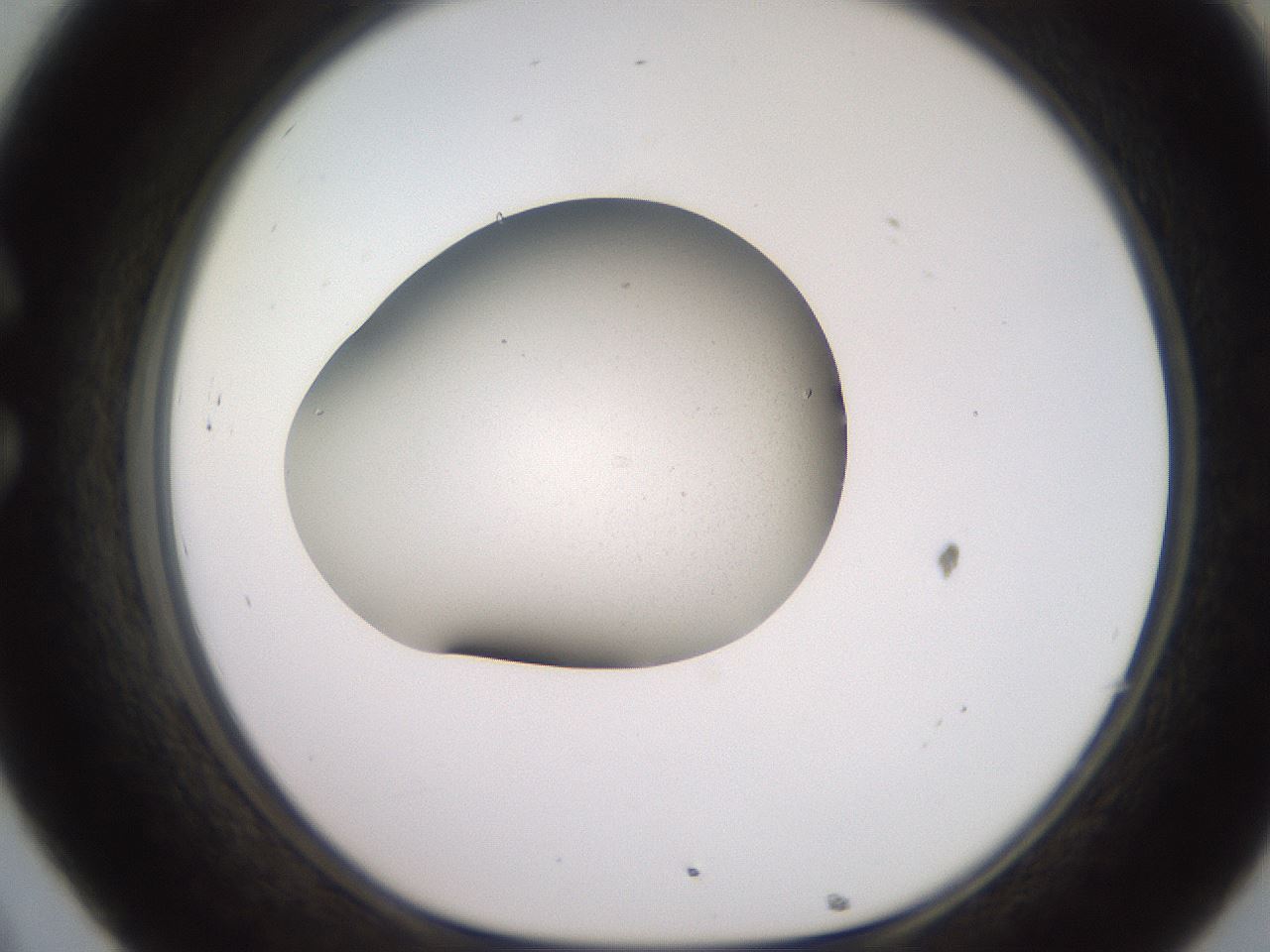 folderID260_plateID2260_batchID10334_wellNum32_profileID1_d1_r157056_ef.jpg