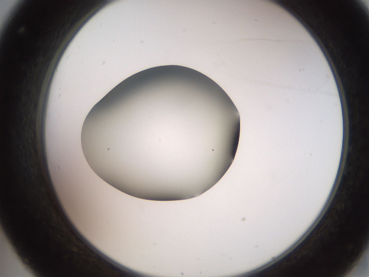 folderID260_plateID2260_batchID10334_wellNum32_profileID1_d2_r157057_ef.jpg