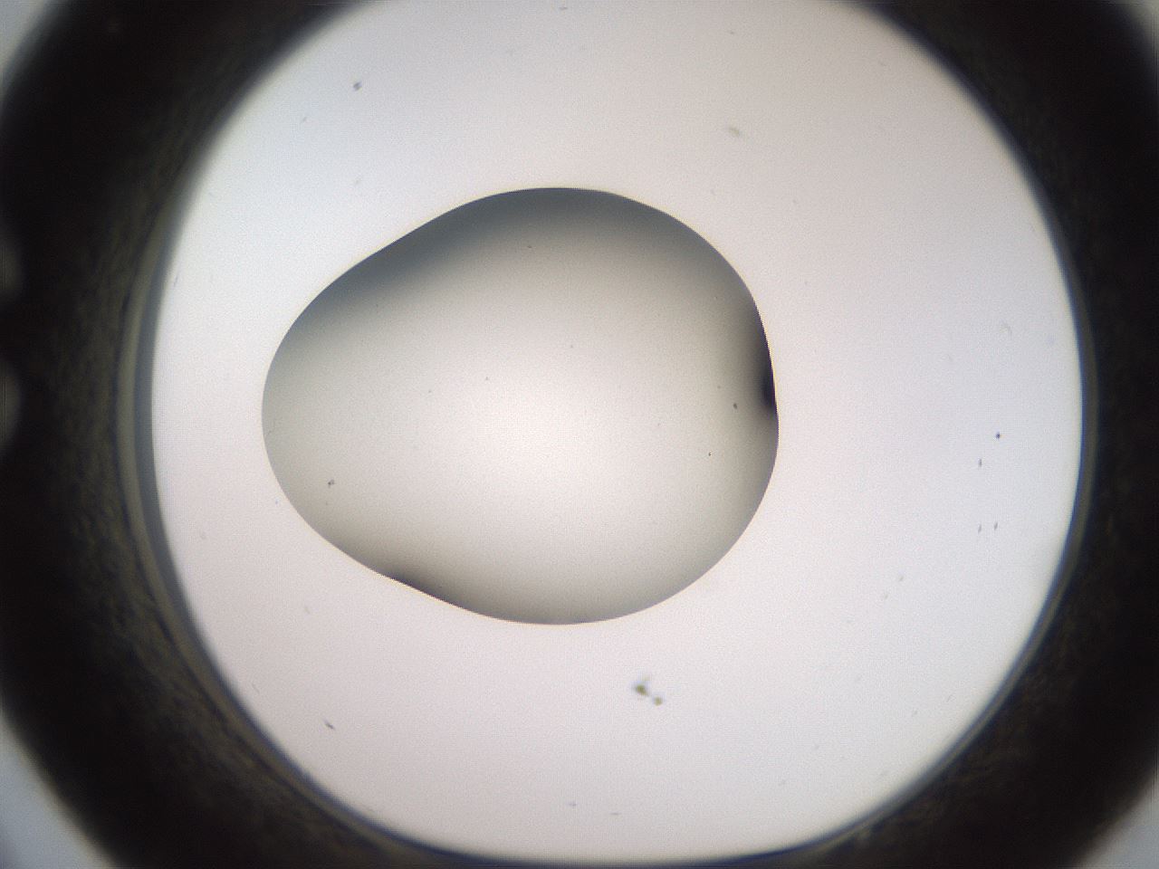 folderID260_plateID2260_batchID10334_wellNum33_profileID1_d1_r157058_ef.jpg