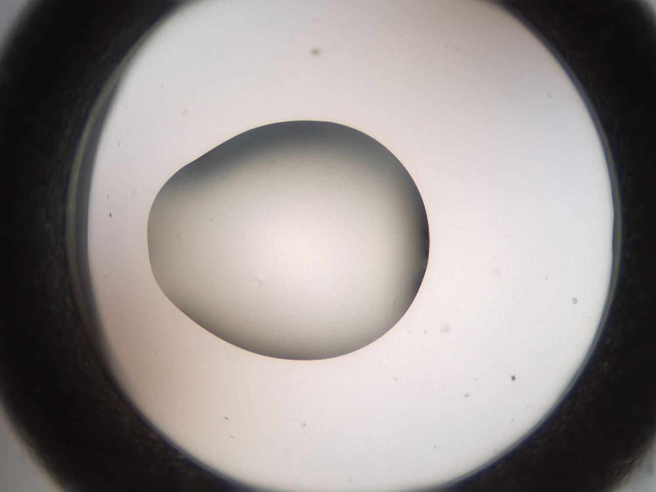 folderID260_plateID2260_batchID10334_wellNum33_profileID1_d2_r157059_ef.jpg